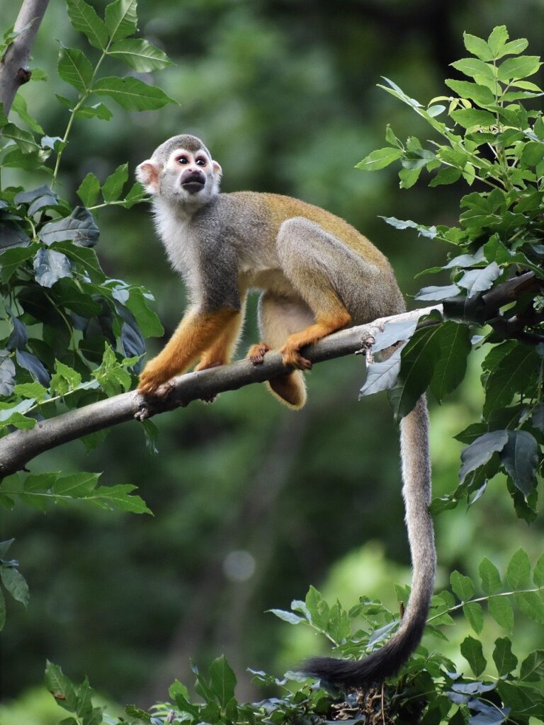 monkey, mammal, animal